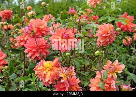 Dahlia décorative rose et jaune 'Kilburn Rose' en fleur. Banque D'Images