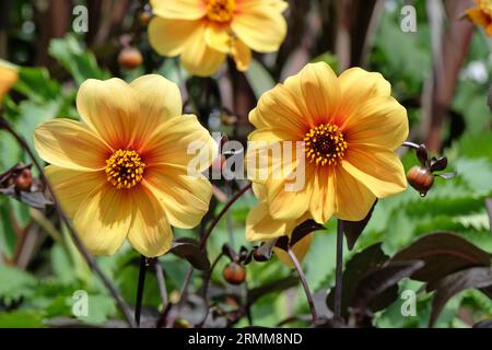 Dahlia jaune simple 'Hadrienn's Sunlight' en fleur. Banque D'Images