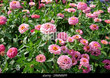 Rose commune Zinnia elegans 'Super Yoga Rose' en fleur. Banque D'Images