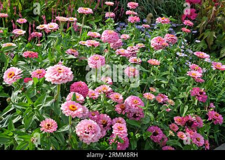 Rose commune Zinnia elegans 'Super Yoga Rose' en fleur. Banque D'Images