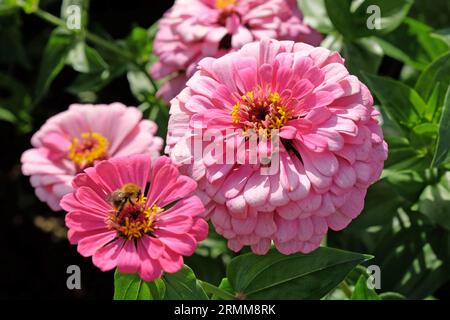 Rose commune Zinnia elegans 'Super Yoga Rose' en fleur. Banque D'Images