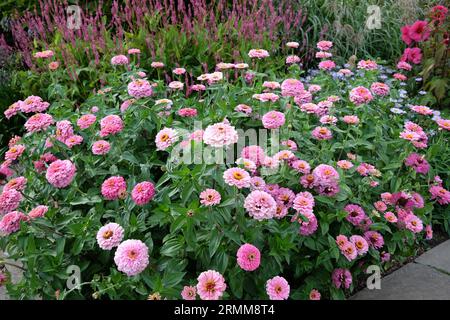 Rose commune Zinnia elegans 'Super Yoga Rose' en fleur. Banque D'Images