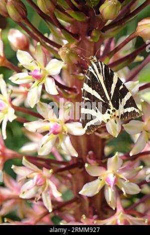 Jersey Tiger Moth noir et blanc assis sur un lys d'ananas Eucomis. Banque D'Images