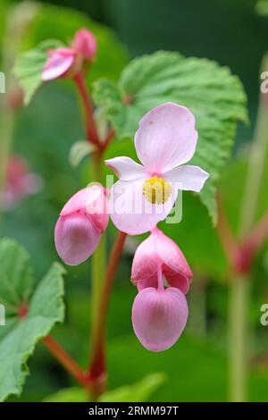 Rose Hardy Begonia grandis en fleur. Banque D'Images