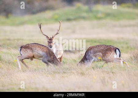 Deux cerfs-jachères, Dama Dama, hommes, se battent pendant la saison des rutting. La lumière du soleil d'automne et les couleurs de la nature sont clairement visibles sur l'arrière-plan. Banque D'Images