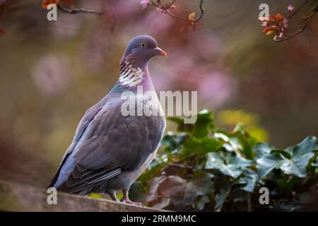 Gros plan d'un pigeon en bois, columba Palumbus, perché dans un arbre mangeant des fleurs au printemps Banque D'Images