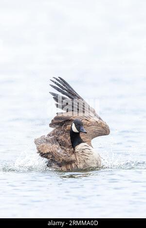 Oie canadienne, Branta canadensis, nettoyage, préencollage et éclaboussures dans l'eau, nettoyage de ses plumes et de son plumage. Banque D'Images