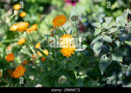 Calendula officinal. Usine officinale. Fleurs jaunes au soleil Banque D'Images