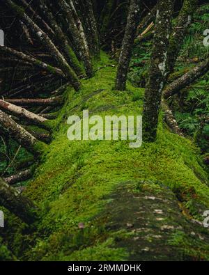 Un arbre vieilli avec de nombreuses branches tentaculaires couvertes d'une épaisse couche de mousse verte vibrante Banque D'Images