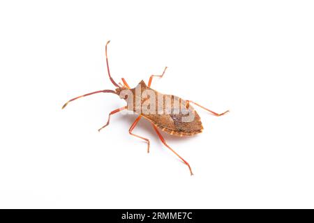 Coreus marginatus, Dock Bug, près de Bristol, Somerset, Angleterre. Banque D'Images