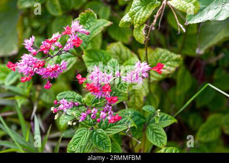 Gros plan sur un coeur de vigne saignant (Clerodendrum speciosum). Banque D'Images