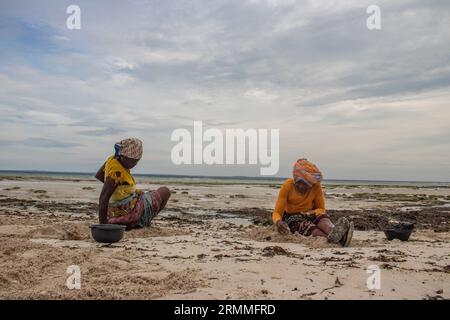 Groupe de femme d'un petit village africain au Mozambique au bord de l'océan Indien, collectant des pierres colorées et des coquillages à marée basse Banque D'Images