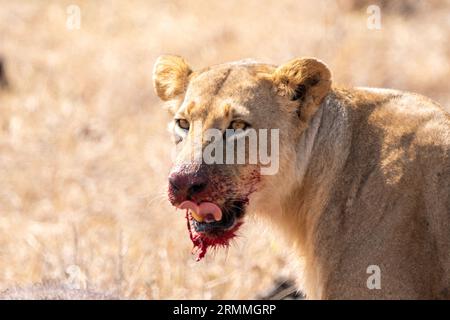 Lion à la bouche sanglante mange un buffle du cap qu'il vient de tuer. Kenya, Parc national de Nairobi Banque D'Images