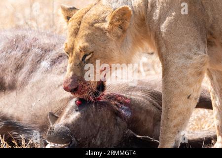 Lion à la bouche sanglante mange un buffle du cap qu'il vient de tuer. Kenya, Parc national de Nairobi Banque D'Images