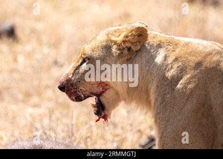 Lion à la bouche sanglante mange un buffle du cap qu'il vient de tuer. Kenya, Parc national de Nairobi Banque D'Images