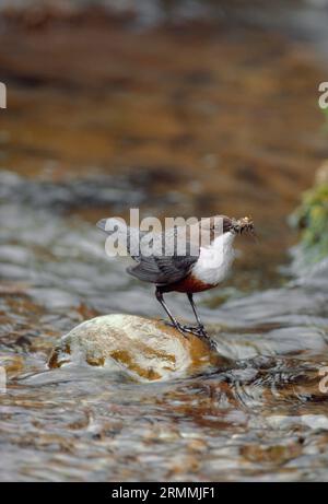 Dipper (Cinclus cinclus) transportant de la nourriture pour invertébrés aux poussins au nid sur la rive d'un ruisseau de lande, Lammermuir Hills, East Lothian, Écosse. Banque D'Images