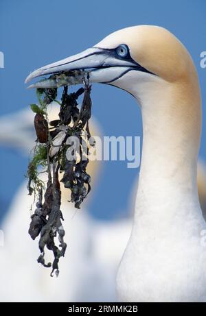 Gannet (Morus bassanus) rassemblant du matériel de nidification, Bass Rock, Firth of Forth, East Lothian, Écosse, juillet 1998 Banque D'Images