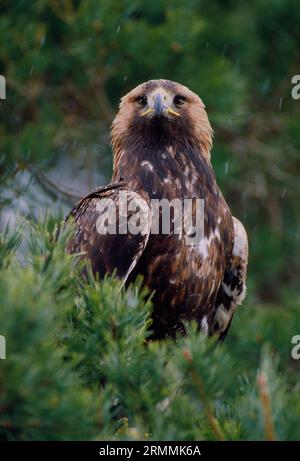 Aigle royal (Aquila chrysaetos), oiseau de fauconnier perché dans un pin écossais, Lanarkshire, Écosse, février 1994 Banque D'Images