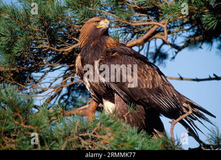 Aigle royal (Aquila chrysaetos) oiseau de fauconnier photographié dans le pin sylvestre (Pinus sylvestris) sous éclairage nocturne, sud de l'Écosse, février 1994 Banque D'Images