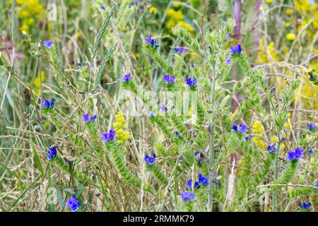 Viper Bugloss, Echium vulgare et paille de lit de dame, Galium verum, et autres fleurs sauvages sur les terres de déchets Calais, France Banque D'Images