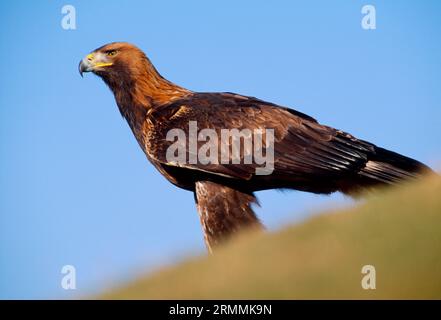 Aigle royal (Aquila chrysaetos) oiseau de fauconnier perché au sol, Dumfries-shire, sud de l'Écosse, février 1997 Banque D'Images