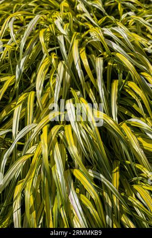 Hakone Grass doré (Hakonechloa macra) «Aureola» Banque D'Images