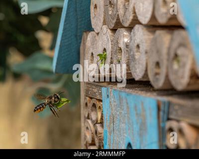 Une abeille coupante de feuilles transportant la section de feuilles à l'hôtel d'abeilles et scellant les tubes de nidification Banque D'Images