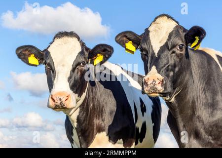 2 têtes de vaches côte à côte, portrait tendre de deux vaches amoureusement ensemble, avec des yeux rêveurs, noir et blanc avec fond de ciel bleu nuageux Banque D'Images