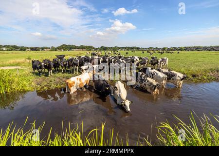 Troupeau de vaches nageant prenant un bain dans un ruisseau, reflet dans l'eau d'un fossé, un groupe se refroidissant et buvant Banque D'Images