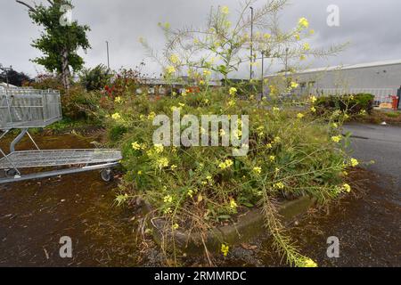 Fausse fusée londonienne - Sisymbrium loeselii Banque D'Images