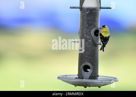 Joli goldfinch jaune songbird à la mangeoire de l'arrière-cour Banque D'Images