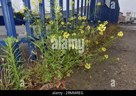 Fausse fusée londonienne - Sisymbrium loeselii Banque D'Images