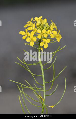 Fausse fusée londonienne - Sisymbrium loeselii Banque D'Images