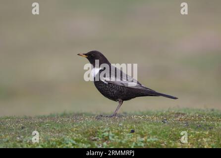 Anneau Ouzel (Turdus torquatus) mâle debout sur herbe courte Eccles-on-Sea, Norfolk, Royaume-Uni. Avril Banque D'Images