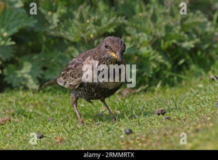 Anneau Ouzel (Turdus torquatus) femelle se nourrissant d'herbe courte Eccles-on-Sea, Norfolk, Royaume-Uni. Avril Banque D'Images