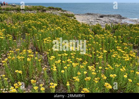 Golden-samhire - Inula cristhmoides Banque D'Images