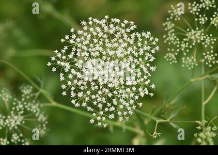 Longleaf - Falcaria vulgaris Banque D'Images