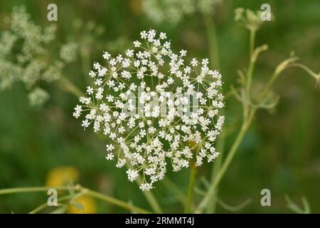 Longleaf - Falcaria vulgaris Banque D'Images