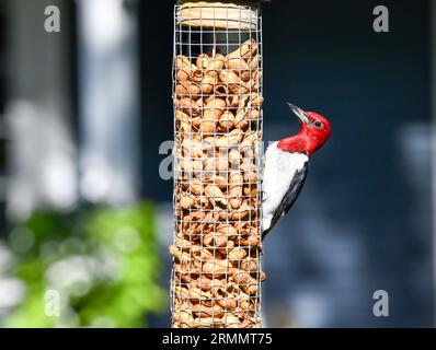 Oiseau pic-bois perché à la mangeoire de l'arrière-cour mangeant des noix Banque D'Images