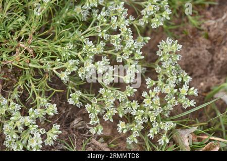 Knawel vival - Scleranthus perennis subsp. prostratus Banque D'Images