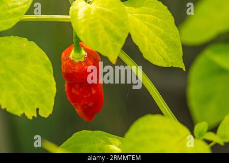 Le poivre fantôme Bhut Jolokoa aux fruits mûrs Banque D'Images