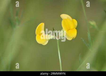 Mince Bird's-foot Trefoil - Lotus angustissimus Banque D'Images