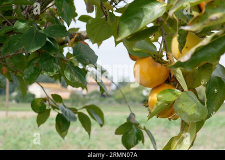 Fruits du kaki sur l'arbre dans la campagne toscane . Toscane, Italie Banque D'Images