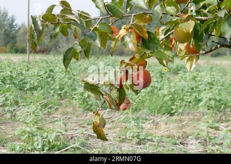 Fruits du kaki sur l'arbre dans la campagne toscane . Toscane, Italie Banque D'Images