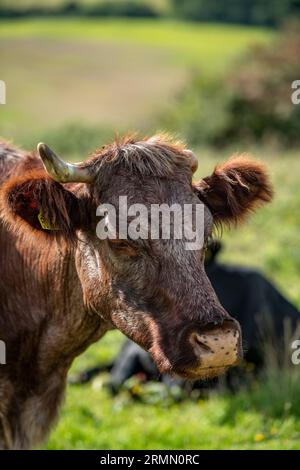 grosse vache brune ou taureau avec une corne manquante regardant la caméra. Banque D'Images