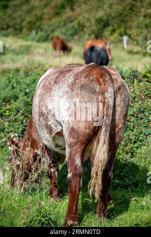 rear view of large cow or bull grazing on a hillside. livestock on agricultural land grazing on grass field. Banque D'Images