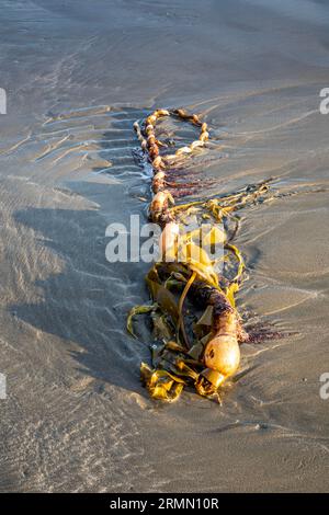 WA23502-00...WASHINGTON - pile de taureau Kelp débarquée sur la côte sauvage olympique nord sur la côte Pacifique. Banque D'Images