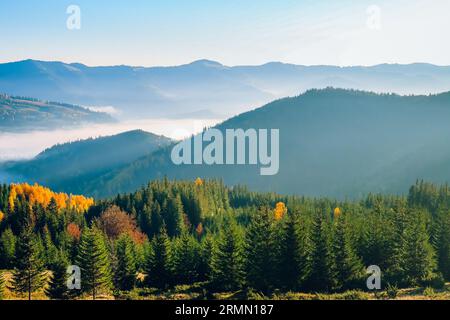 Mountain range fog over autumn pine tree forest. Vibrant colorful morning scene. Awesome alpine highlands in sunny day. Beautiful nature summer landscape. Travel, tourism, holiday, trekking, hiking Stock Photo