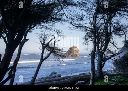 WA23514-00...WASHINGTON - vue côtière depuis le camping à Cedar Creek sur une partie sauvage de la côte dans le parc national olympique. Banque D'Images