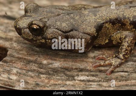 Gros plan détaillé sur la tête d'une salamandre trouble adulte, Aneides ferreus, dans le nord de la Californie Banque D'Images